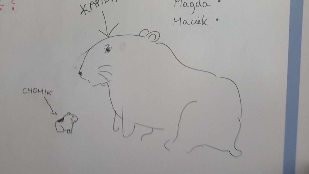 Na obrazku dwa patrzące na siebie pulchniutkie zwierzątka, jedno bardzo duże, drugie bardzo małe. Przy małym strzałka z podpisem "chomik", przy dużym strzałka z podpisem "kapibara". - jak pies z kotem - pies i kot