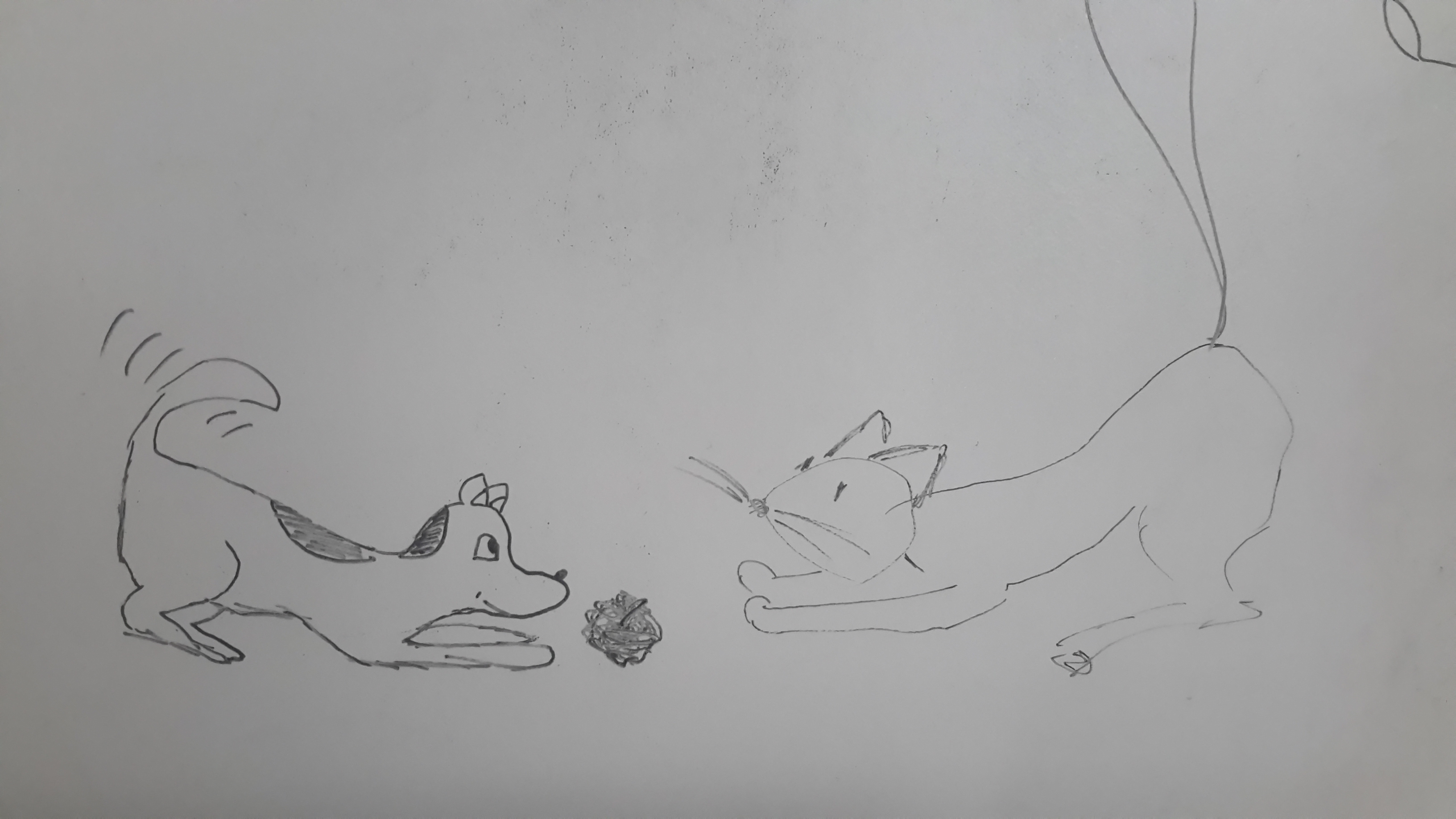 Pies i kot naprzeciwko siebie, w pozycji zaproszenia do zabawy, pies merda ogonem, między nimi piłeczka. - jak pies z kotem - pies i kot