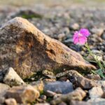 cytat na dziś - "Dobry Bóg obdarzył nas silną wolą, na której możemy się oprzeć jak na skale, nie może nam jej odebrać ani szatan, ani żadne stworzenie. Tak więc nie powinniśmy być lękliwi, tylko odważni, spokojni i pewni siebie". św. Katarzyna ze Sieny