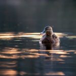 cytat na dziś - "Wobec wszystkiego, co ci się przydarza, możesz albo sobie współczuć, albo traktować to, co się stało, jako prezent. Wszystko jest albo okazją do rozwoju, albo przeszkodą, która zatrzyma twój rozwój. Wybór należy do ciebie". W. Dyer