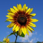 cytat na dziś - "On jest wszechmocny, i dlatego to, co nam się wydaje nie do zrealizowania, może się stać, gdy On tego zechce". św. Elżbieta od Trójcy Świętej, list 334 do pani Gout de Bize