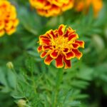 cytat na dziś - "Gdyby mnie ktoś zapytał o sekret szczęścia, odpowiedziałabym, że jest nim niezdawanie sobie sprawy z siebie, wyrzekanie się siebie w każdej chwili. Oto jest dobry sposób, by uśmiercić pychę: bierzemy ją głodem! Widzisz, pycha jest miłością nas samych. A więc trzeba, żeby miłość Boża była tak mocna, aby zgasiła wszelką miłość własną". św. Elżbieta od Trójcy Świętej "Wielkość naszego powołania"