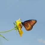 Dusza moja zawsze jest w moich rękach cytat na dziś - "«Dusza moja zawsze jest w moich rękach». Oto co rozbrzmiewało w duszy mego Mistrza. Oto także dlaczego wśród wszelkiej trwogi On zawsze trwał Spokojny i Mocny". św. Elżbieta od Trójcy Świętej "Ostatnie rekolekcje"