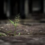 cytat na dziś - "Odwaga nie polega na nieodczuwaniu strachu, lecz na uznaniu, że coś jest ważniejsze niż lęk". A. Redmoon