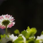 Nie kuś się o to cytat na dziś - "Nie kuś się o to, byś ty Mnie zamknęła w sobie, ale staraj się, byś ty zamknęła się we Mnie". Jezus do św. Teresy od Jezusa