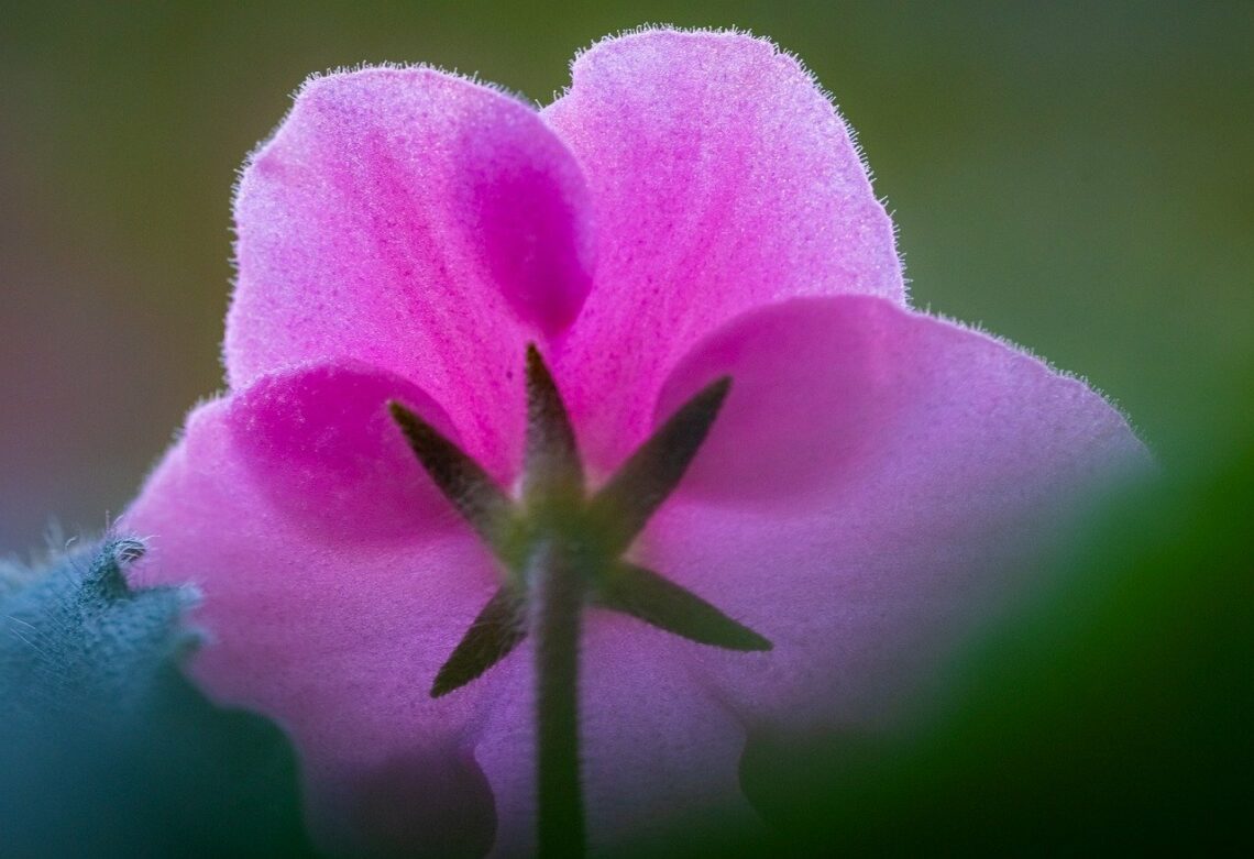 Zwykle nie pokonuje się wady