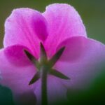 cytat na dziś - "Zwykle nie pokonuje się wady, ani też nie nabywa cnoty za pomocą gwałtownych wysiłków, lecz rzetelną pracą w pokorze i zaufaniu do Boga, w modlitwie i w posłuszeństwie". M. Wyszyńska OCDS "Cnoty kardynalne i moralne"