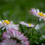 Tylko Jego miłość daje nam możliwość cytat na dziś - "Tylko Jego miłość daje nam możliwość trwania w umiarkowaniu, dzień po dniu, bez utraty zapału, który daje nam nadzieja w świecie ze swej natury niedoskonałym". Benedykt XVI, enc. Spe salvi 31