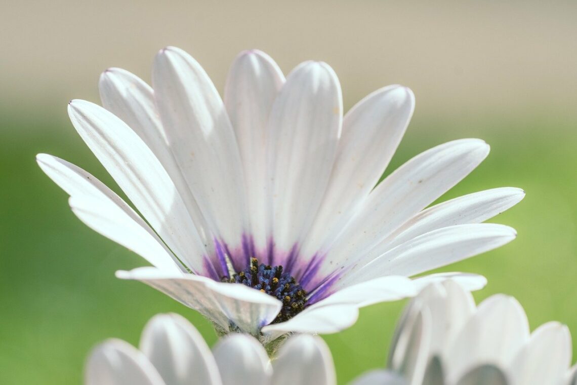 Twierdzi on [W. Stinissen OCD], że człowiek…