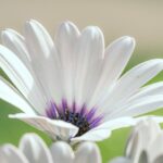 cytat na dziś - "Twierdzi on [W. Stinissen OCD], że człowiek, porzuciwszy Boga po doznaniu Jego dobroci i łaskawości, staje się kimś gorszym od tego, który nigdy Go nie spotkał. Uważa też, że szatanowi często udaje się zwieść ludzi «specjalnie powołanych do modlitwy»". G. Żylińska OCDS "Doktryna św. Teresy od Jezusa - Zamek wewnętrzny - mieszkania czwarte"