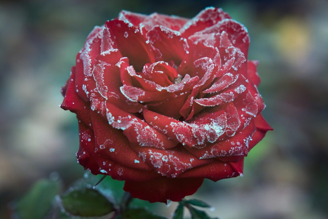 Cnoty wlane dają sprawność wewnętrzną