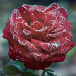 cytat na dziś - "Cnoty wlane dają sprawność wewnętrzną, nie zawsze jednak wykluczają przeszkody zewnętrzne. Owe przeszkody zasadniczo usuwa powtarzanie aktów cnót nabytych. Przykładowo, osoba objadająca się słodyczami wraz z rozgrzeszeniem odzyskuje miłość i cnoty moralne wlane, w tym umiarkowanie. Cnota wlana, którą otrzymuje, daje jej pewną wewnętrzną łatwość pełnienia aktów umiarkowania, chociaż nie usuwa ochoty na słodycze, nie wygasza nawyku zajadania stresu, nie pozbawia przyjemności jedzenia, a także nie wyklucza przeszkód zewnętrznych. Przeszkody te usuwa powtarzanie aktów umiarkowania - ograniczenie kupowania słodyczy, wypracowanie dojrzałego sposobu radzenia sobie ze stresem. Dopóki osoba ta nie nabędzie cnoty umiarkowania, musi czuwać nad sobą, aby uniknąć okazji do grzechu. Widać stąd, że cnota nabyta umiarkowania ułatwia bardzo praktykowanie tejże cnoty wlanej. Cnoty - wlana i nabyta - działają jednocześnie, ale tak, że cnota nabyta jest podporządkowana cnocie wlanej jako sprzyjająca jej dyspozycja". M. Wyszyńska OCDS "Cnoty kardynalne i moralne"