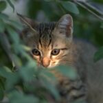 cytat na dziś - "Kochać kogoś oznacza również kochać jego szczęście". F. Sagan