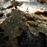 Celino, pocieszę Cię cytat na dziś - "Celino, pocieszę Cię, Oblubieniec nasz jest Oblubieńcem łez, a nie uśmiechów; dajmy Mu nasze łzy, by Go pocieszyć, a dnia pewnego łzy te zamienią się w uśmiechy pełne niewymownej słodyczy!". św. Teresa od Dzieciątka Jezus, list 120 do Celiny