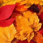 cytat na dziś - "Święci, właśnie wtedy, gdy przebywali u stóp Pana, spotykali swój krzyż". o. Pichon w: św. Teresa od Dzieciątka Jezus, list 89 do Celiny