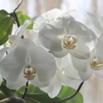 cytat na dziś - "Ach! jakąż łaską jest dziewictwo, być oblubienicą Jezusa! widocznie jest to bardzo piękna i wzniosła godność, skoro najczystsza, najmędrsza ze wszystkich stworzeń przedkładała Dziewictwo nad możność stania się Matką Boga...". św. Teresa od Dzieciątka Jezus, list 130 do Celiny