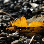 cytat na dziś - "Widocznie bardzo przebiegły jest szatan, że tak oszukuje duszę!... ale czyż nie wiesz, droga moja, że to właśnie jest celem jego pragnień? Ten zdrajca wie doskonale, że nie potrafi nakłonić do grzechu duszy, która pragnie należeć do Jezusa bez zastrzeżeń, więc nawet nie próbuje namówić ją do tego. Wielki to już zysk dla niego, jeżeli zdoła wywołać zamęt w tej duszy, ale dla jego wściekłości trzeba jeszcze czegoś więcej: chce pozbawić Jezusa umiłowanego Tabernakulum; nie mogąc wejść do tego sanktuarium, chce przynajmniej, aby pozostało puste i bezpańskie... Niestety! co uczyni to biedne serce?... Gdy udało się diabłu oddalić duszę od Komunii św., zyskał wszystko... A Jezus płacze!... O najdroższa moja!, pomyśl, że Jezus jest tu w tabernakulum specjalnie dla Ciebie, dla Ciebie jednej, pała pragnieniem wejścia do serca Twego... idź, nie słuchaj szatana, drwij z niego i idź bez obawy przyjąć Jezusa pokoju i szczęścia!...". św. Teresa od Dzieciątka Jezus, list 92 do Marii Guerin