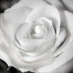 cytat na dziś - "Siostrzyczko droga, przystępuj do Komunii św. często, jak najczęściej... Oto jedyne lekarstwo, jeżeli chcesz być uzdrowiona; Jezus nie na darmo złożył to pragnienie w Twojej duszy; [...]". św. Teresa od Dzieciątka Jezus, list 92 do Marii Guerin