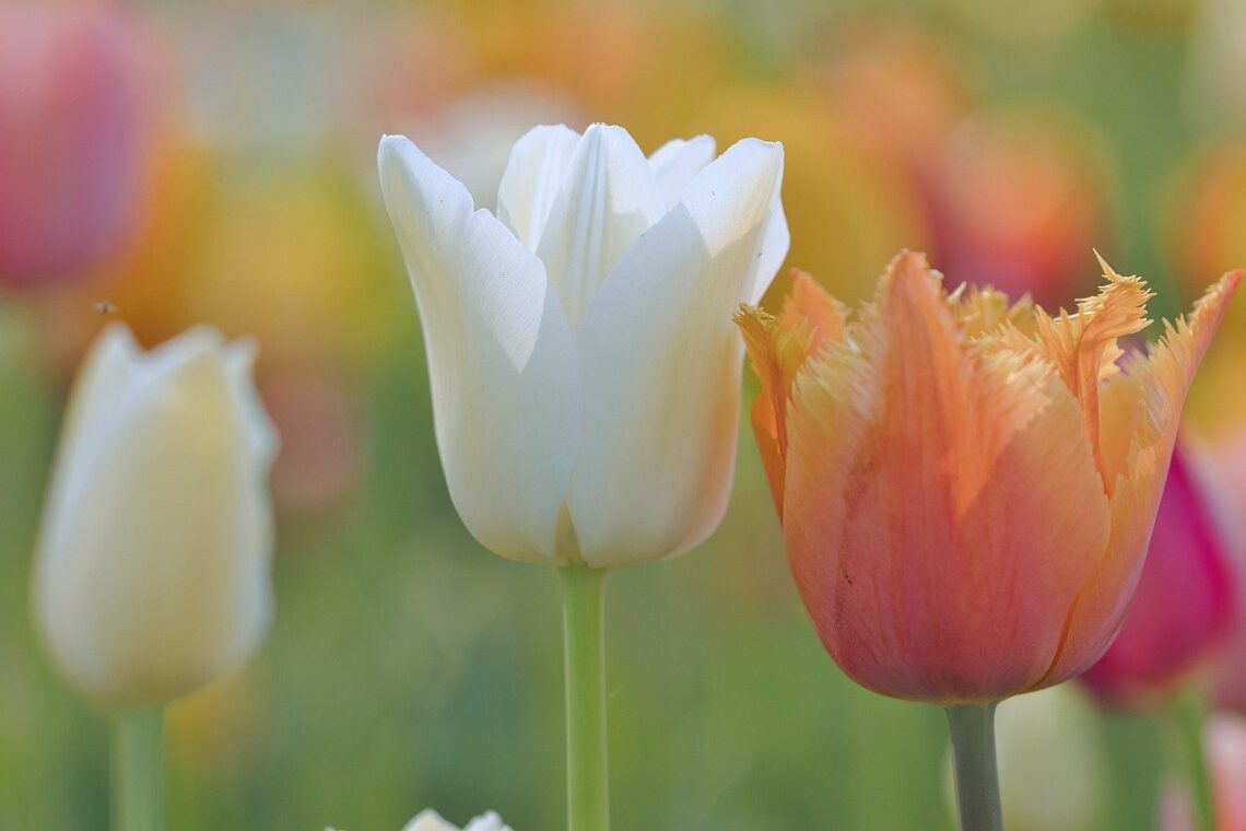 On [Bóg] wie, że nasz kochany Tata…
