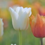 cytat na dziś - "On [Bóg] wie, że nasz kochany Tata jest dla nas wszystkim, co miłujemy najbardziej na ziemi, ale wie również, że trzeba cierpieć, by zdobyć życie wieczn, i oto dlaczego doświadcza nas właśnie w tym, co nam najdroższe". św. Teresa od Dzieciątka Jezus, list 68 do pana Martina