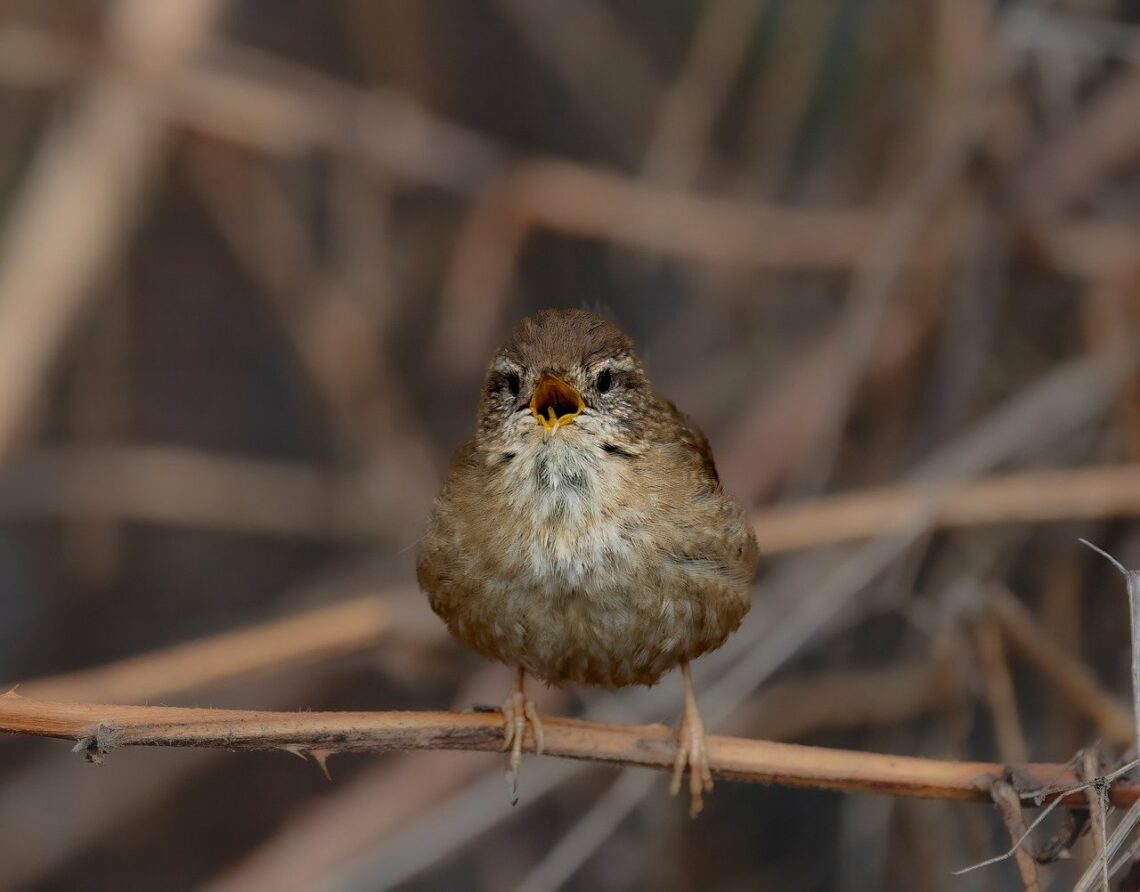 Choćby nawet [pożądania] nie wzrosły tak dalece