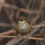 cytat na dziś - "Choćby nawet [pożądania] nie wzrosły tak dalece, to jednak smutny widok przedstawia biedna dusza, opanowana przez żyjące w niej pożądania. Nieszczęśliwa jest sama w sobie, przykra dla bliźnich, leniwa i ociężała w rzeczach Bożych. Żadna dolegliwość bowiem nie utrudnia tak choremu ruchu ani nie odbiera tak apetytu, jak pożądanie stworzeń czyni duszę ociężałą i niechętną w pełnieniu cnoty. Te właśnie nieumartwione, niezwrócone do Boga pożądania i skłonności uczuciowe są zwykle przyczyną, dla której wiele dusz jest opieszałych i niedbałych w pełnieniu cnoty". św. Jan od Krzyża "Droga na Górę Karmel" I 10.4