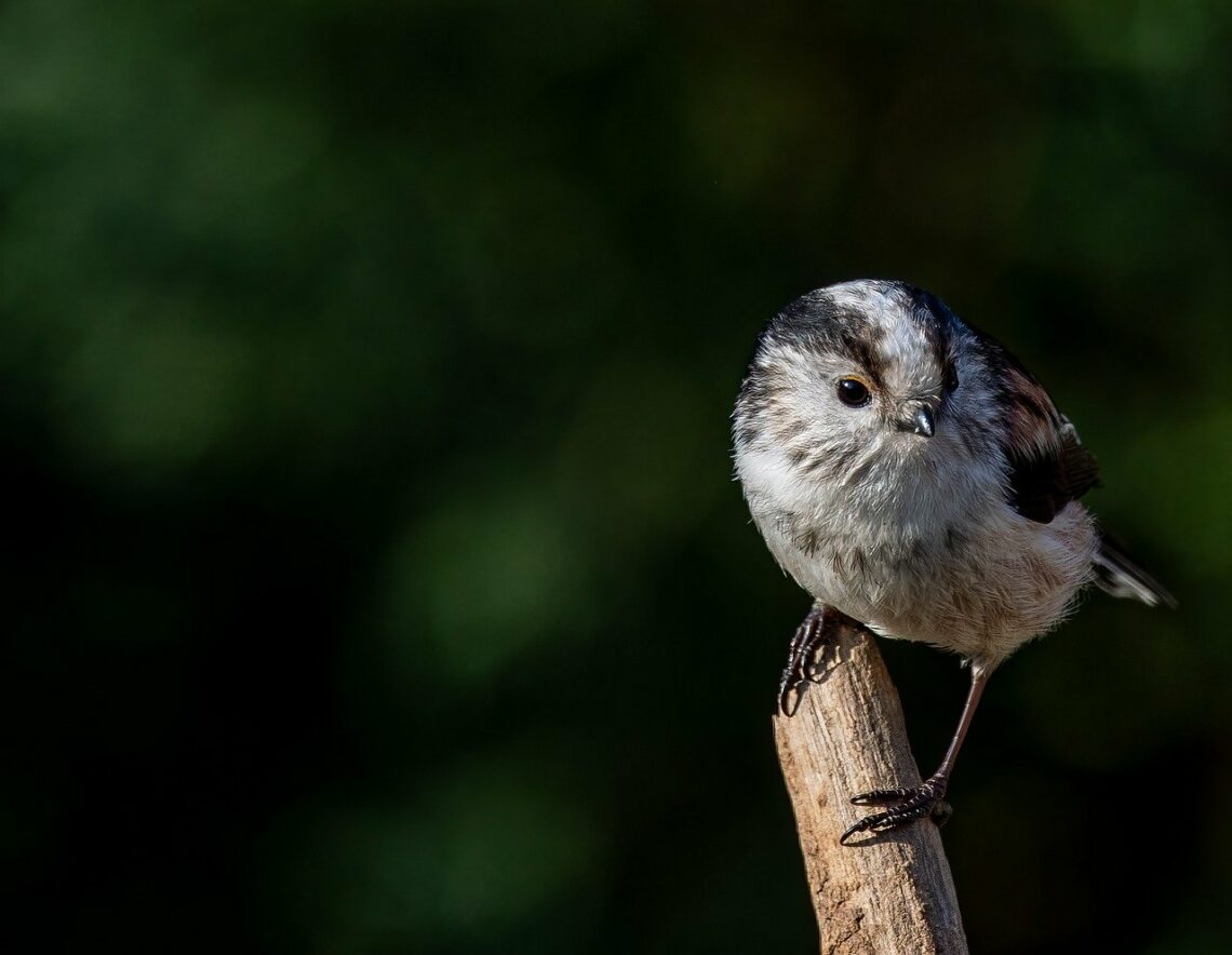 Bowiem jedno tylko nieuporządkowane pożądanie…