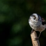 cytat na dziś - "Bowiem jedno tylko nieuporządkowane pożądanie, choćby nie było grzechem ciężkim, wystarczy, jak to później objaśnimy, by skrępować duszę i uczynić ją tak brudną i brzydką, że w żaden sposób nie będzie mogła dojść do zjednoczenia z Bogiem, dopóki się z tego pożądania nie oczyści". św. Jan od Krzyża "Droga na Górę Karmel" I 9.3