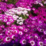 cytat na dziś - "Dla lepszego zrozumienia tego, o czym mówimy, należy zauważyć, że skłonność uczuciowa i przylgnięcie duszy do stworzenia równa ją z tym stworzeniem, a im mocniejsza jest ta skłonność, tym więcej równa ją i czyni podobną do niego, gdyż miłość upodabnia kochającego do kochanego". św. Jan od Krzyża "Droga na Górę Karmel" I 4.3