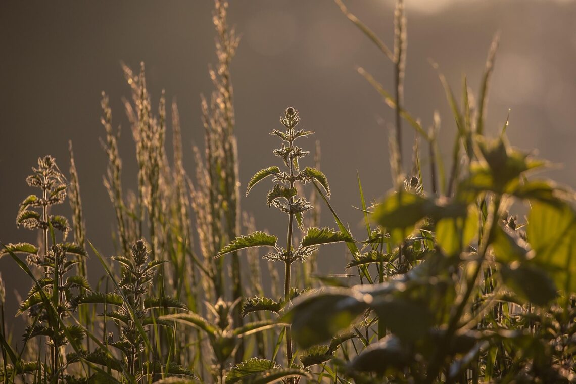 Jak bowiem ziemia leżąca odłogiem nie wyda plonów