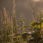 cytat na dziś - "Jak bowiem ziemia leżąca odłogiem nie wyda plonów, lecz chwasty, tak i dusza nie postąpi naprzód bez wykorzenienia pożądań. Trzeba więc powiedzieć, że bez tej pracy nad wyniszczeniem pożądań wszelkie usiłowanie postępu w doskonałości, w poznawaniu Boga i siebie będzie tylko rzucaniem ziarna w niezaoraną ziemię. Nie opuszczą więc duszy mrok i tępota, dopóki nie zostanie zduszony ogień pożądań. Są one jak katarakta albo pyłek w oku, przeszkadzając mu, dopóki się ich nie usunie". św. Jan od Krzyża "Droga na Górę Karmel" I 8.4