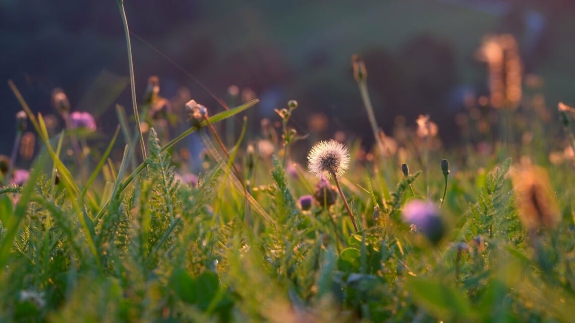 Jak człowiek rozmiłowany