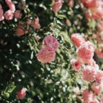 cytat na dziś - "Nie możesz być połowicznym świętym, musisz nim być w pełni albo - wcale". św. Teresa od Dzieciątka Jezus, list 247 do księdza Belliere'a