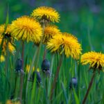 cytat na dziś - "Takie nawyki, pochodzące z dobrowolnych niedoskonałości, których dusza nigdy nie przezwycięża, są przeszkodą nie tylko w zjednoczeniu z Bogiem, ale i w samym postępie w doskonałości". św. Jan od Krzyża "Droga na Górę Karmel" I 11.3