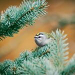 cytat na dziś - "Słusznie więc postępuje Bóg w ten sposób z niektórymi duszami. Wyrwał je bowiem spośród świata, uśmiercił gigantów, to jest ich grzechy. Wyniszczył mnóstwo ich nieprzyjaciół, to jest okazje, jakie miały na świecie. A to wszystko jedynie dlatego, by z większą swobodą weszły do ziemi obiecanej boskiego zjednoczenia. One jednak w dalszym ciągu bratają się i przyjaźnią z karłami niedoskonałości, nie chcąc ich zwalczać. Dlatego zagniewany nasz Pan dopuszcza, że przez te pożądania wpadają ze złego w coraz gorsze". św. Jan od Krzyża "Droga na Górę Karmel" I 11.7