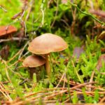 cytat na dziś - "Prawda, że są to łaski, których Pan sam użycza, komu chce. Ale gdybyśmy Go miłowali tak, jak On nas miłuje, to użyczyłby ich wszystkim. On tego pragnie, by miał komu dawać, a nieskończona hojność Jego darów nie zdoła nigdy wyczerpać nieskończonych Jego bogactw". św. Teresa od Jezusa "Twierdza wewnętrzna" VI 4.12