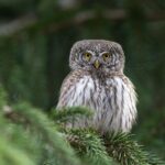 cytat na dziś - "Osoby, które nie czują, aby dopuszczały się poważnych uchybień przeciwko Prawu Bożemu, mogą postępować w swego rodzaju ogłuszeniu lub odrętwieniu. Ponieważ nie znajdują one w sobie nic poważnego, co mogłyby sobie wyrzucać, nie zauważają tej letniości, która stopniowo opanowuje ich życie duchowe, a ostatecznie marnują się i ulegają zepsuciu. Zepsucie duchowe jest gorsze niż upadek grzesznika, ponieważ polega ono na ślepocie wygodnej i samowystarczalnej, przy której w końcu wszystko zdaje się być dopuszczalne: oszustwa, oszczerstwa, egoizm i wiele subtelnych form skoncentrowania na sobie samym, «sam bowiem szatan podaje się za anioła światłości» (2Kor 11, 14)". papież Franciszek "Gaudete et exsultate" 164-165