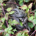 cytat na dziś - "Starajmy się czynić, co jest w naszej mocy i brońmy się od tych gadów zjadliwych, gdyż Pan nieraz sam tego chce i dopuszcza, by nas napastowały i trapiły złe myśli, roztargnienia i oschłości tak natarczywe, że im się opędzić trudno. Nieraz nawet dopuszcza tym żmijom ukąsić nas, abyśmy tym pilniej czuwali na przyszłość i aby nas doświadczył, czy szczerze nam żal, żeśmy Go obrazili. Choćby więc nieraz zdarzyło się wam upaść, nie traćcie odwagi do dążenia naprzód, bo i te wasze upadki obróci Bóg na pożytek duszy". św. Teresa od Jezusa "Twierdza wewnętrzna" II 1.8-9