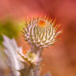 cytat na dziś - "Lecz gdy chodzi o pożądania dobrowolne, które są świadomymi grzechami powszednimi, choćby były najmniejsze, wystarczy jedno, którego się nie przezwycięża, aby przeszkodzić duszy w zjednoczeniu". św. Jan od Krzyża "Droga na Górę Karmel" I 11.3