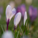 cytat na dziś - "Jakże mi ciebie żal, dopóki nie poczujesz skruchy z powodu swoich grzechów powszednich! - Do tego czasu bowiem nie zaczniesz prowadzić prawdziwego życia wewnętrznego". św. J. Escriva "Droga"