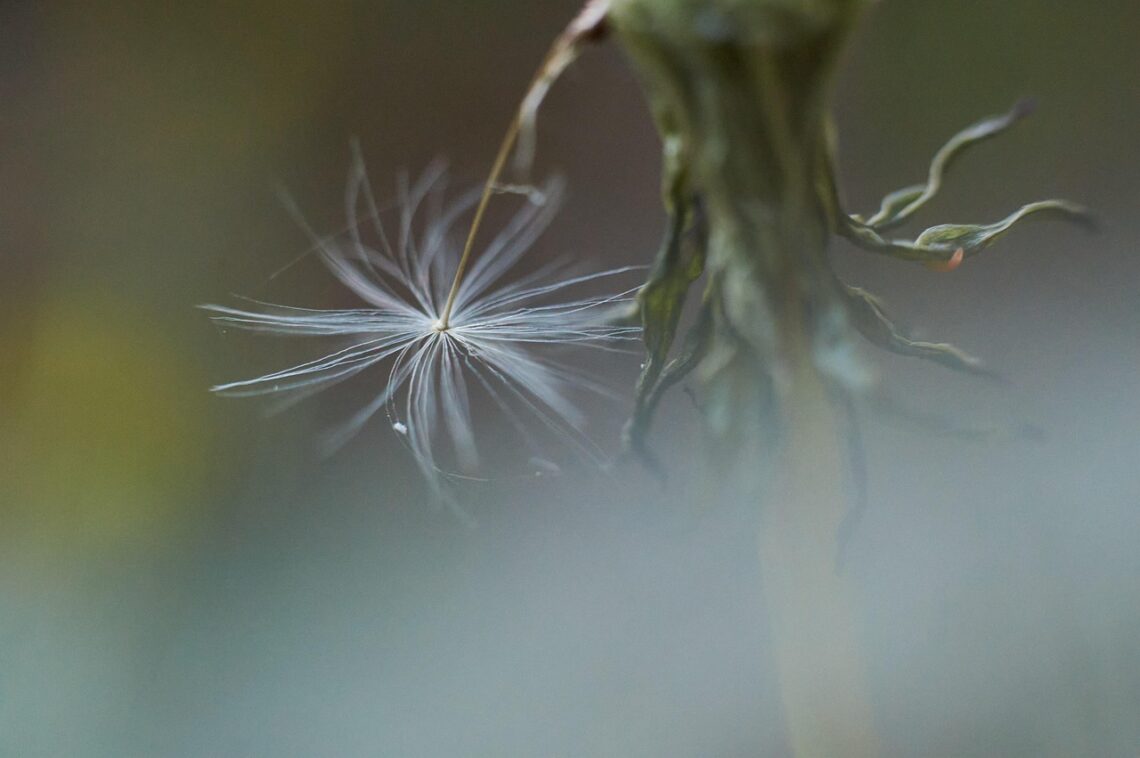 Nie sądź według znikomości początków