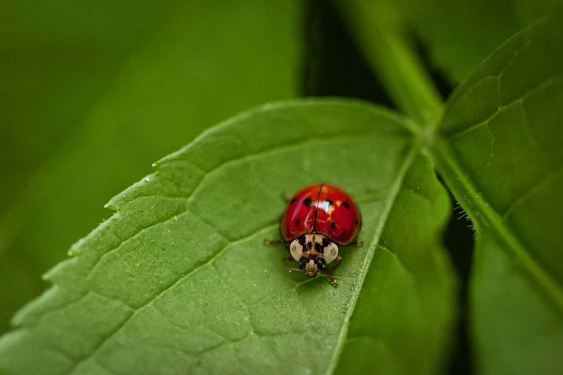 Drobne i nieznaczne dokonania