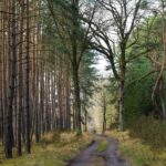 cytat na dziś - "Oddanie samego siebie jest pierwszym krokiem na drodze ofiary, radości, miłości, zjednoczenia z Bogiem. - I w ten sposób całe życie wypełnia błogosławione szaleństwo, które pozwala odnaleźć szczęście tam, gdzie ludzka logika dostrzega jedynie wyrzeczenie, cierpienie, ból". św. J. Escriva "Bruzda" 2