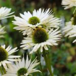 cytat na dziś - "Bóg nie chce, aby dusza niepokoiła się drobnostkami i dla nich znosiła cierpienia. Jeśli zaś cierpi z powodu przeciwności losu, jest to skutek słabości jej cnoty. Dusza bowiem doskonała cieszy się z tego, z czego smuci się niedoskonała". św. Jan od Krzyża "Słowa światła i miłości" 56