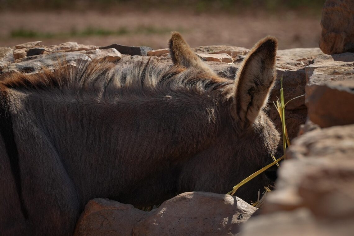 Błogosławiona wytrwałość osiołka