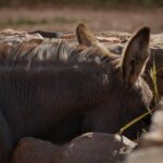 cytat na dziś - "Błogosławiona wytrwałość osiołka w kieracie! - Zawsze tym samym krokiem. Zawsze te same okrążenia. - Dzień za dniem, wszystkie jednakowe. A bez tego nie byłoby dojrzałości owoców ani zielonej bujności w sadzie, ani kwietnej woni w ogrodzie. Zastosuj tę myśl do swojego życia wewnętrznego". św. J. Escriva "Droga" 998