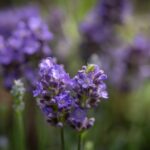 cytat na dziś - "Jaki jest sekret wytrwałości? To Miłość. - Zakochaj się, a już Go nie opuścisz". św. J. Escriva "Droga" 999