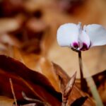 cytat na dziś - "Pragnij gorąco, aby Bóg uzupełnił dla swej czci twoje braki, o których On tylko wie". św. Jan od Krzyża "Słowa światła i miłości" 85