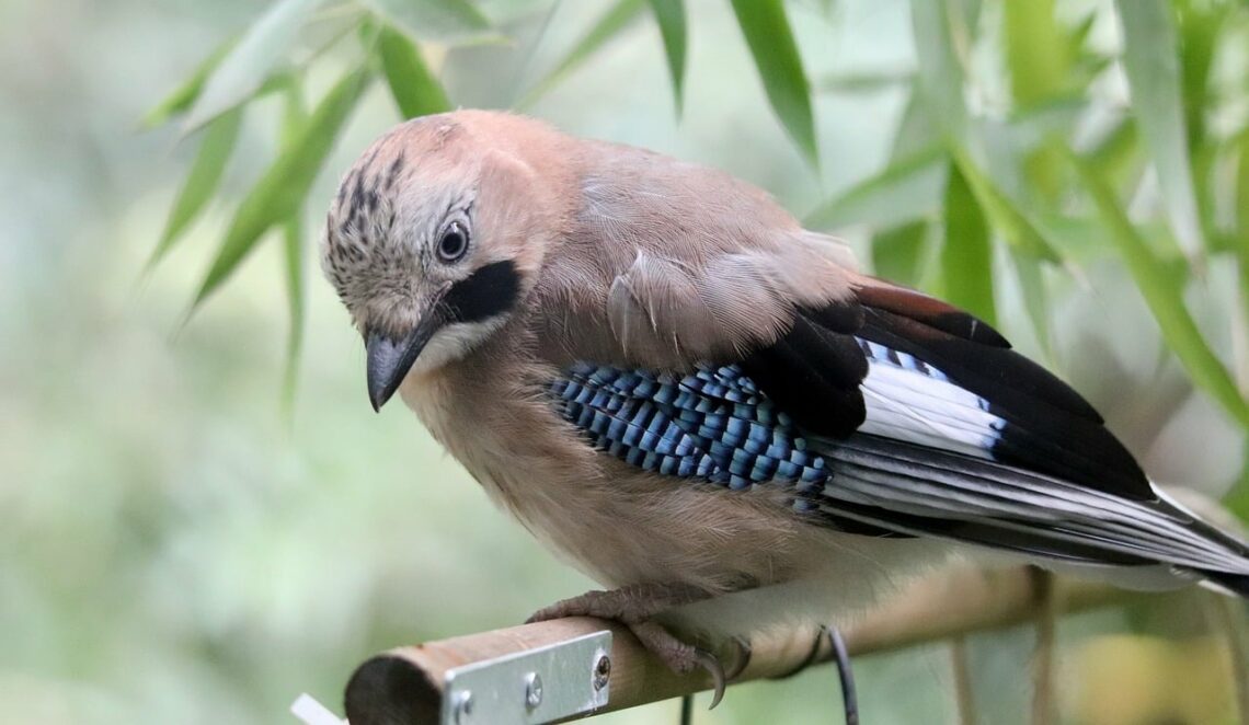 Cóż ci pomoże, że dajesz Bogu tę rzecz