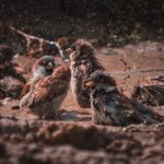 cytat na dziś - "Nie możesz się «wznieść»? - Nic dziwnego, taki upadek... Wytrwaj, a jeszcze się «wzniesiesz». - Przypomnij sobie, co powiedział pewien autor duchowy: «twoja biedna dusza jest jak ptak, którego skrzydła są ciągle oblepione błotem». Potrzebne ci światło z nieba oraz codzienny, systematyczny wysiłek osobisty w rzeczach małych, aby odrzucić to błoto, które przylgnęło do twoich skrzydeł: te skłonności, tę bujną wyobraźnię, to zniechęcenie. Wówczas poczujesz się wolny. - Jeżeli wytrwasz - «wzniesiesz się»". św. J. Escriva "Droga" 991